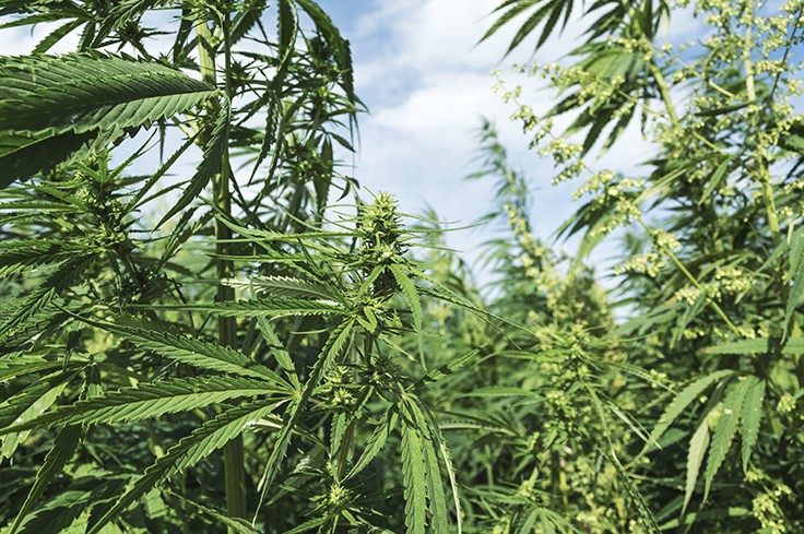 West Virginia’s Hemp Industry Growing Fast, With 2020 Season Expected to Surpass 1,000-Acre Mark